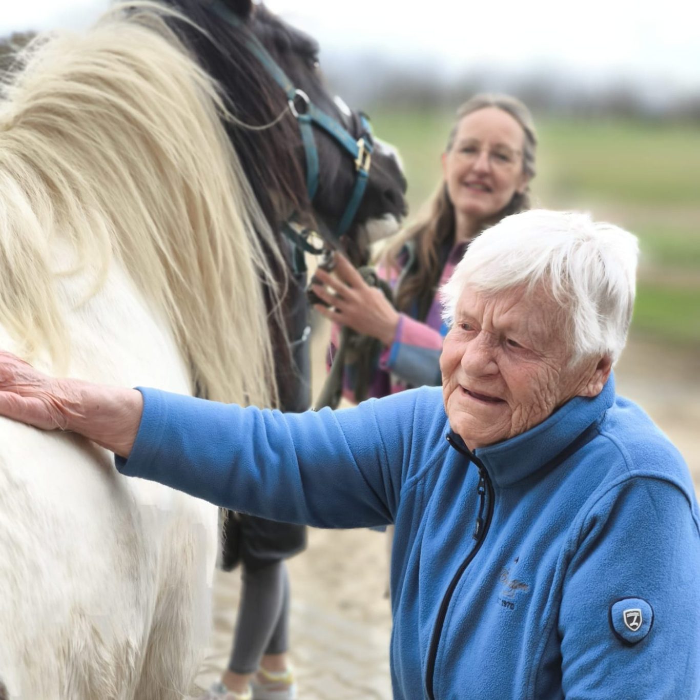 Ein graues Pferd steht neugierig im Stall, im Hintergrund Wiese und Zaun.