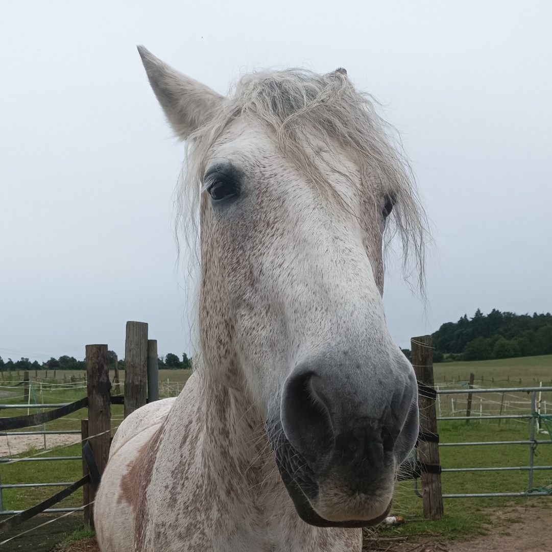 Ein graues Pferd steht neugierig im Stall, im Hintergrund Wiese und Zaun.